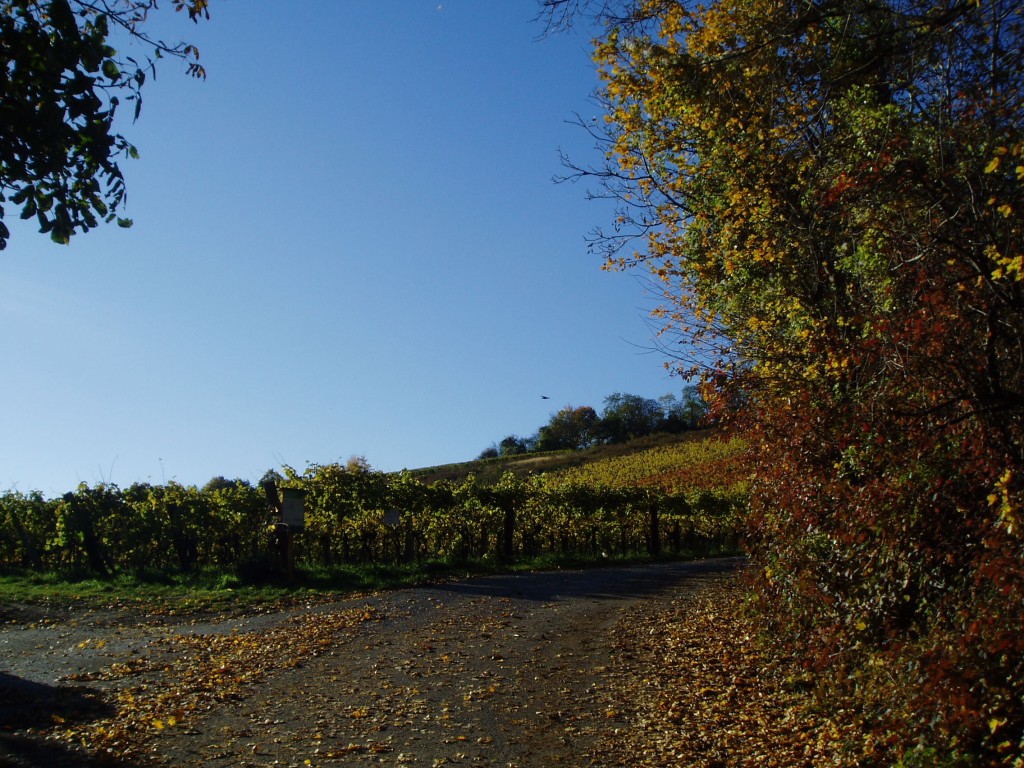 buchberg-herbst-und-sonne-001