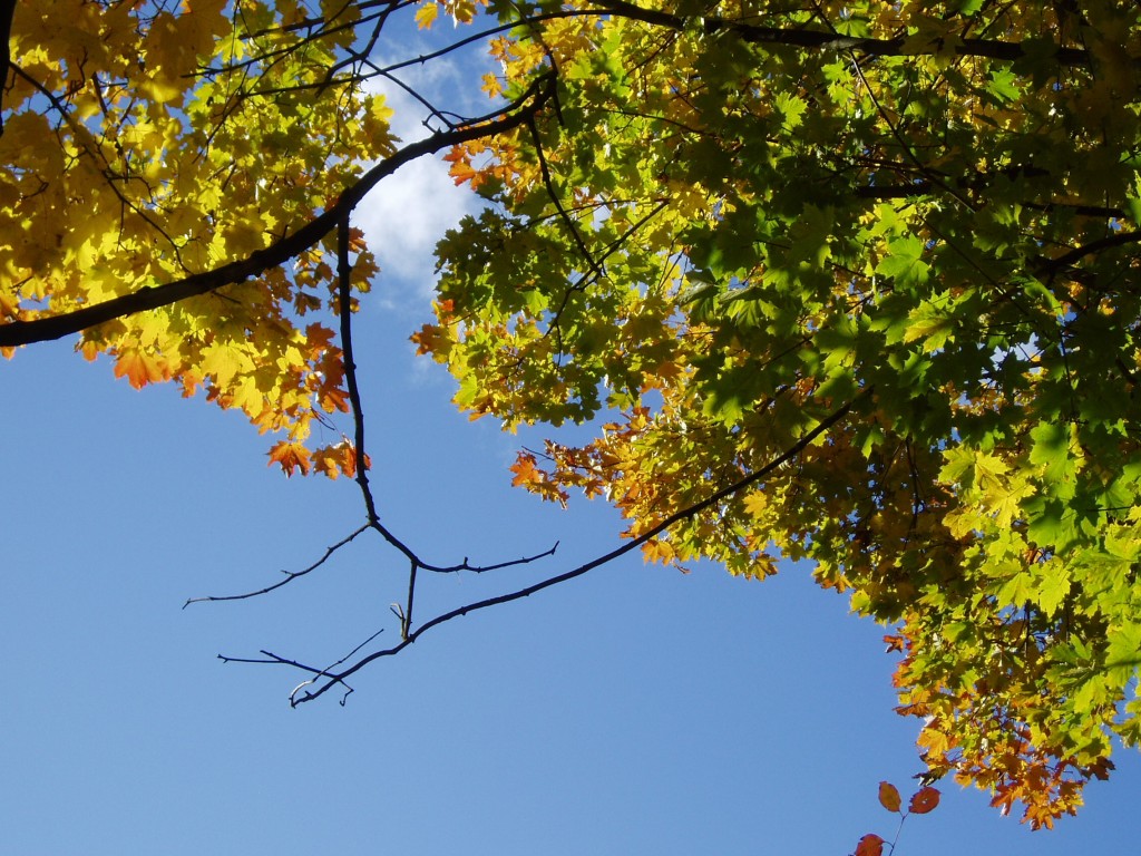 buchberg-herbst-und-sonne-002