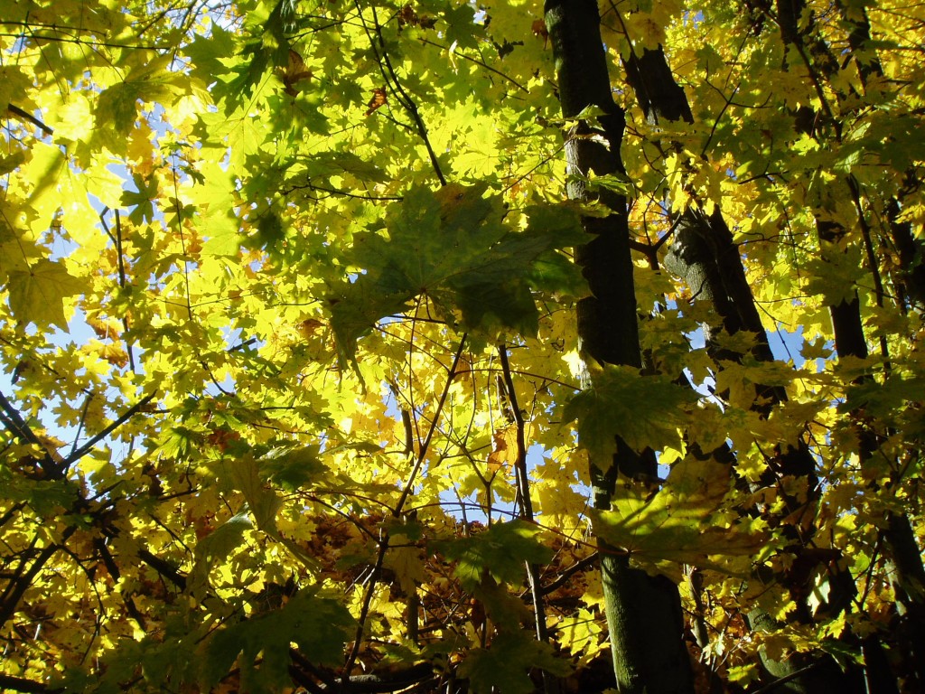 buchberg-herbst-und-sonne-003