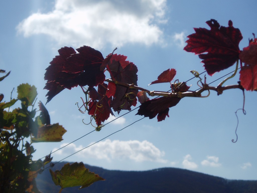 buchberg-herbst-und-sonne-004