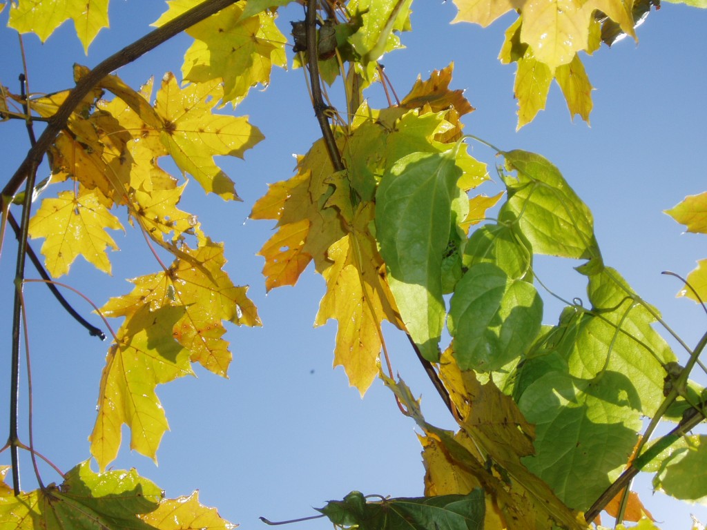 buchberg-herbst-und-sonne-005