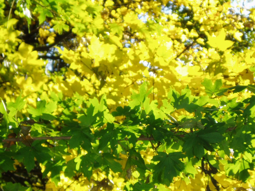 buchberg-herbst-und-sonne-006