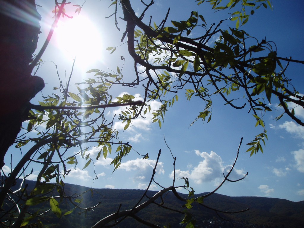 buchberg-herbst-und-sonne-0061