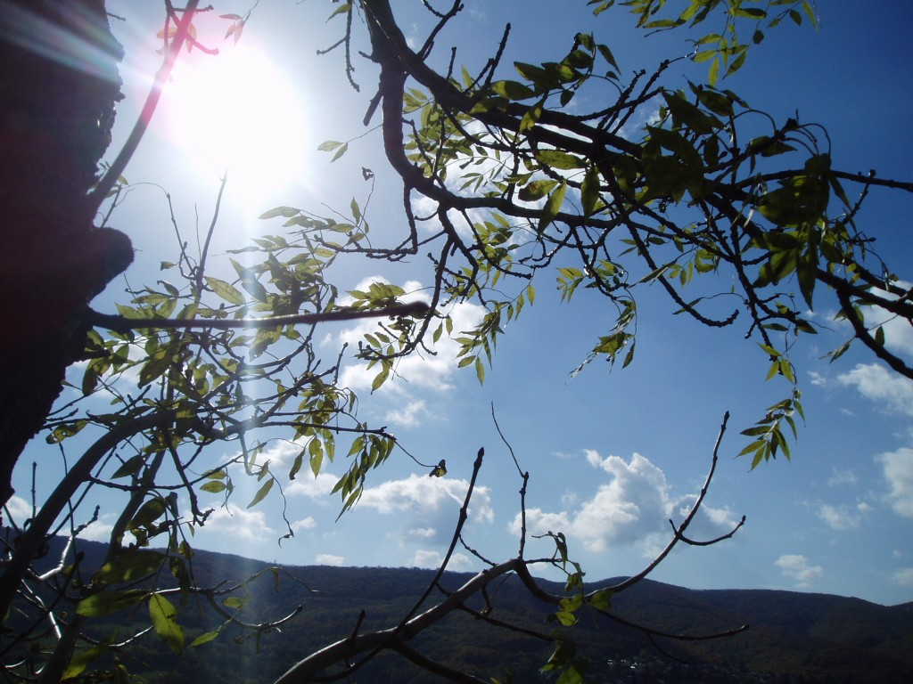 buchberg-herbst-und-sonne-0061