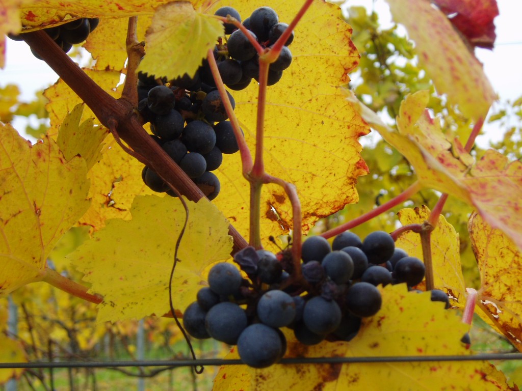 buchberg-herbst-und-sonne-011