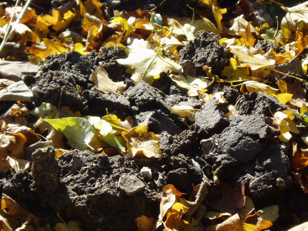 buchberg-herbst-und-sonne-081