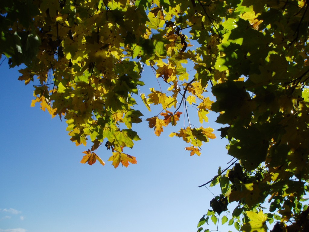 buchberg-herbst-und-sonne-089