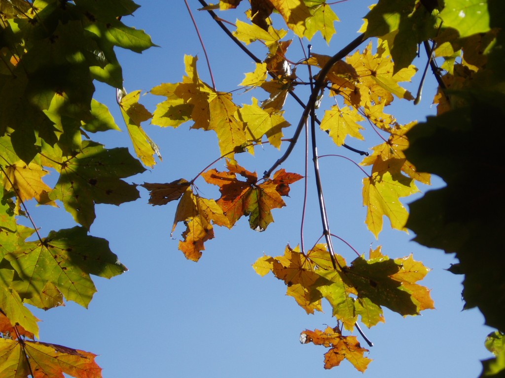 buchberg-herbst-und-sonne-090