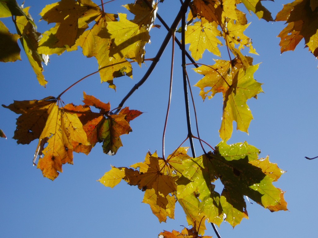 buchberg-herbst-und-sonne-092