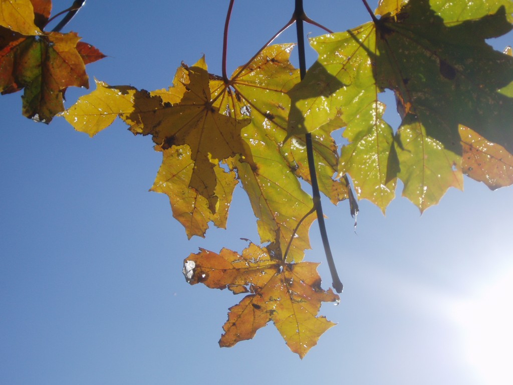 buchberg-herbst-und-sonne-097