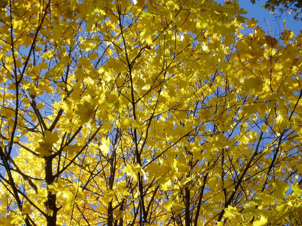 buchberg-herbst-und-sonne-1