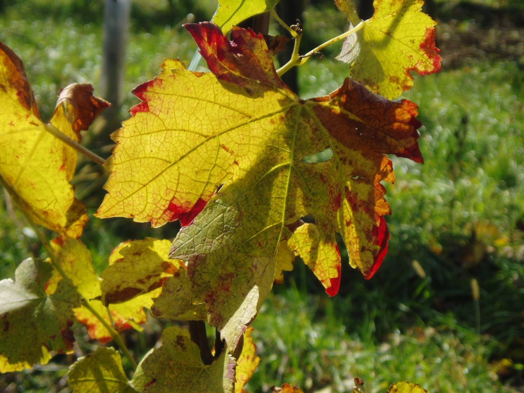 buchberg-herbst-und-sonne-124