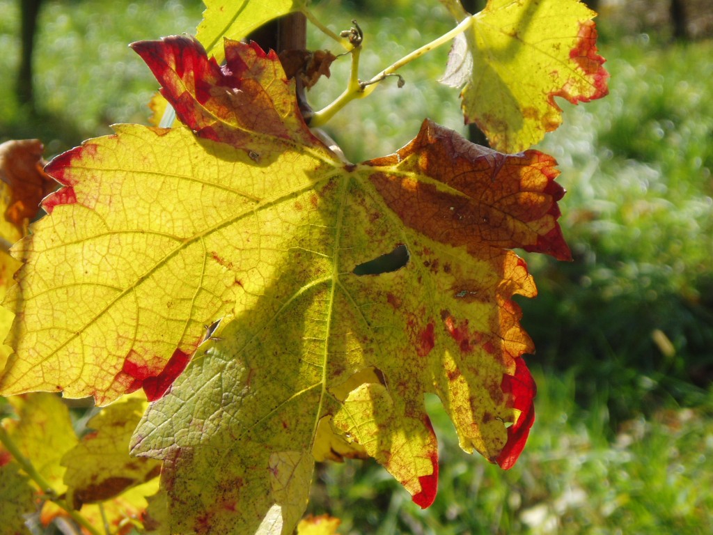 buchberg-herbst-und-sonne-125