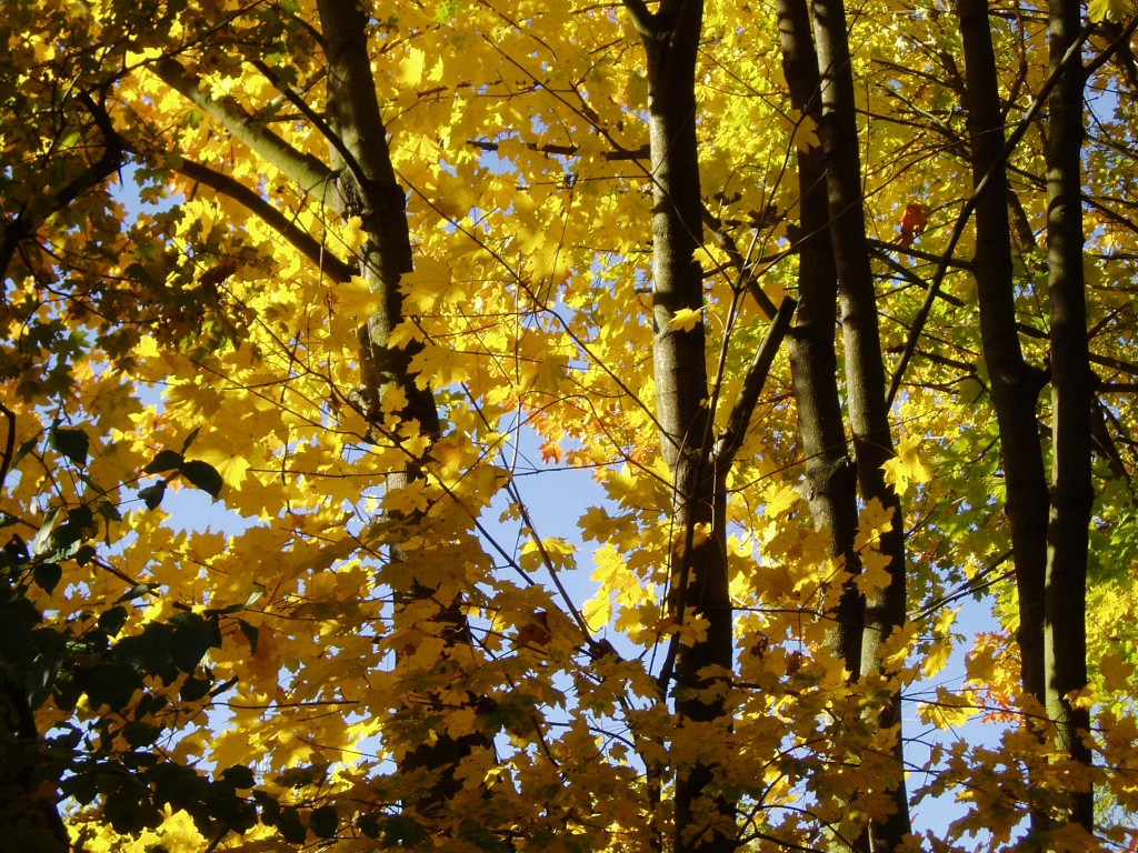 buchberg-herbst-und-sonne-3