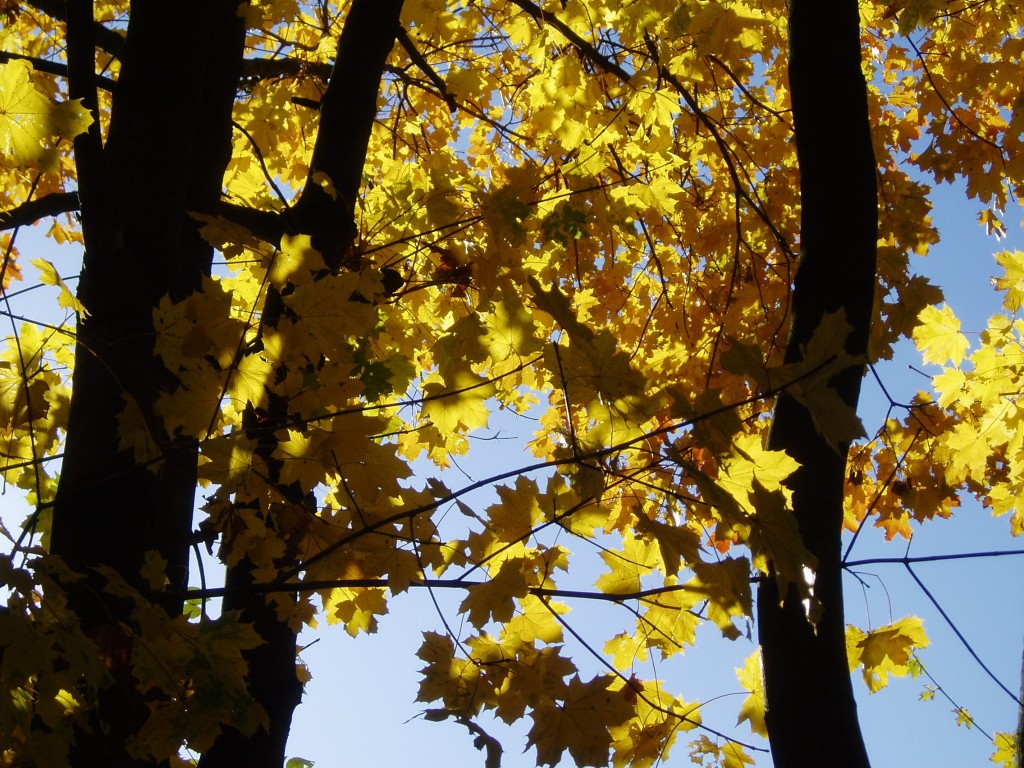 buchberg-herbst-und-sonne-5