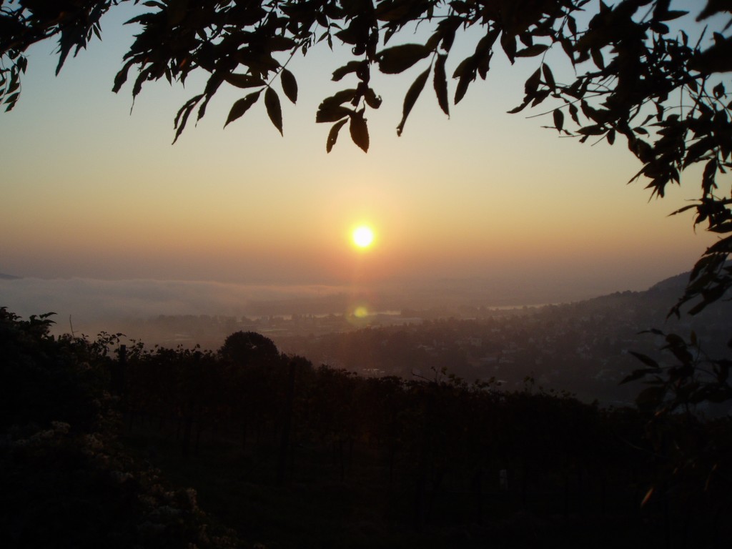 sonnenaufgang-baum-1