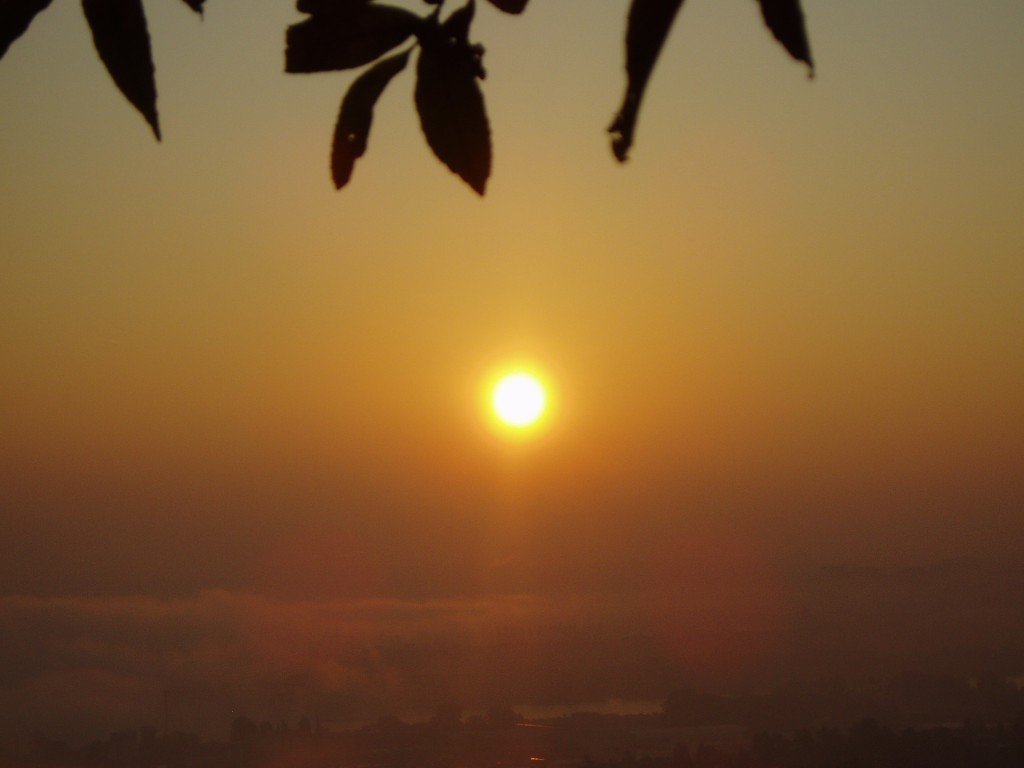 sonnenaufgang-baum-2